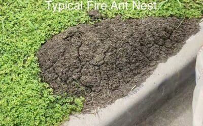 Fire Ant report tells us how devastating they will be!